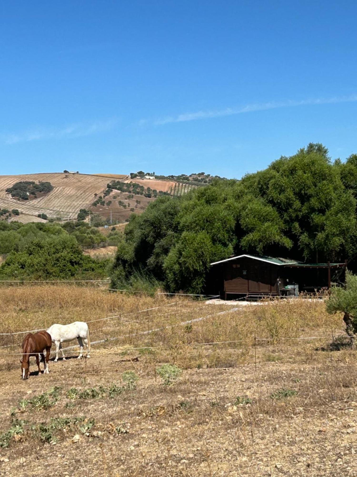 Cabana Rustica En Un Rancho Con Caballos, Prado Del Rey, Andalucia Esterno foto