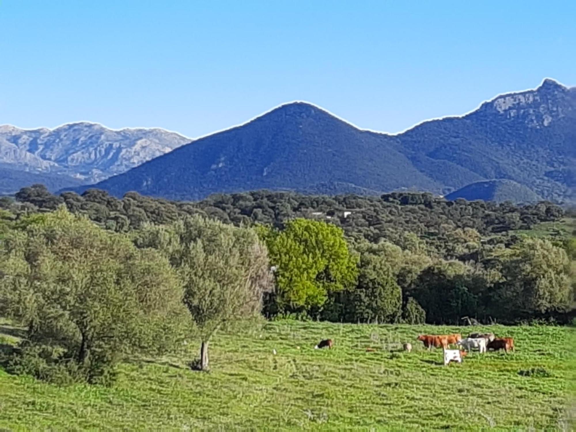 Cabana Rustica En Un Rancho Con Caballos, Prado Del Rey, Andalucia Esterno foto