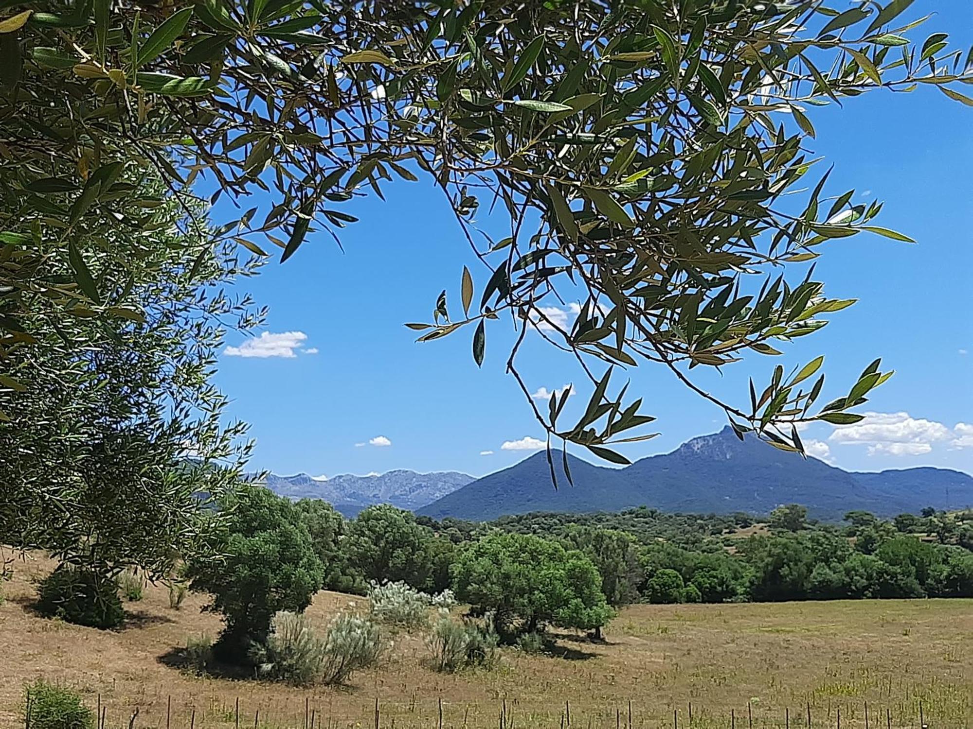 Cabana Rustica En Un Rancho Con Caballos, Prado Del Rey, Andalucia Esterno foto
