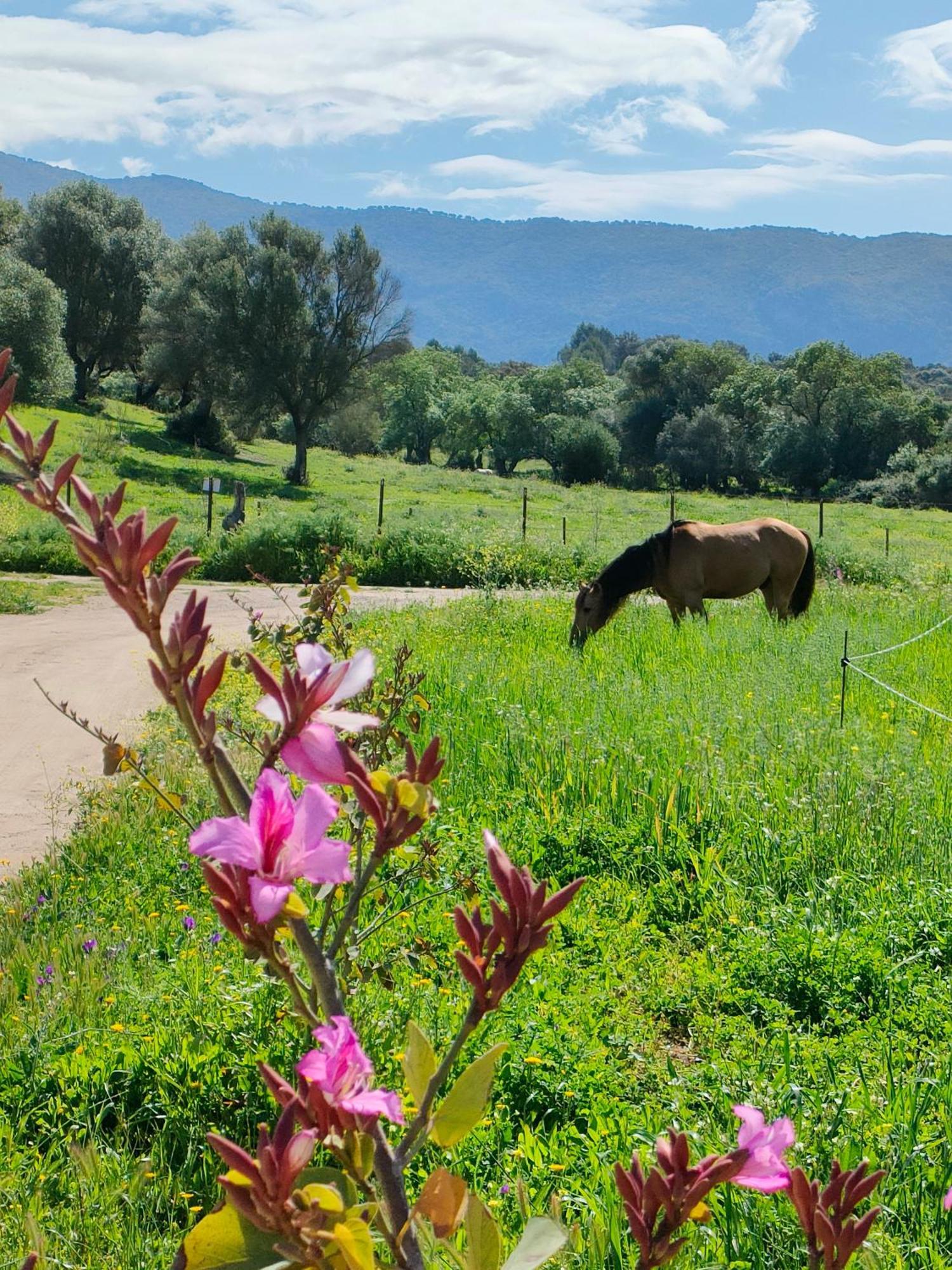 Cabana Rustica En Un Rancho Con Caballos, Prado Del Rey, Andalucia Esterno foto