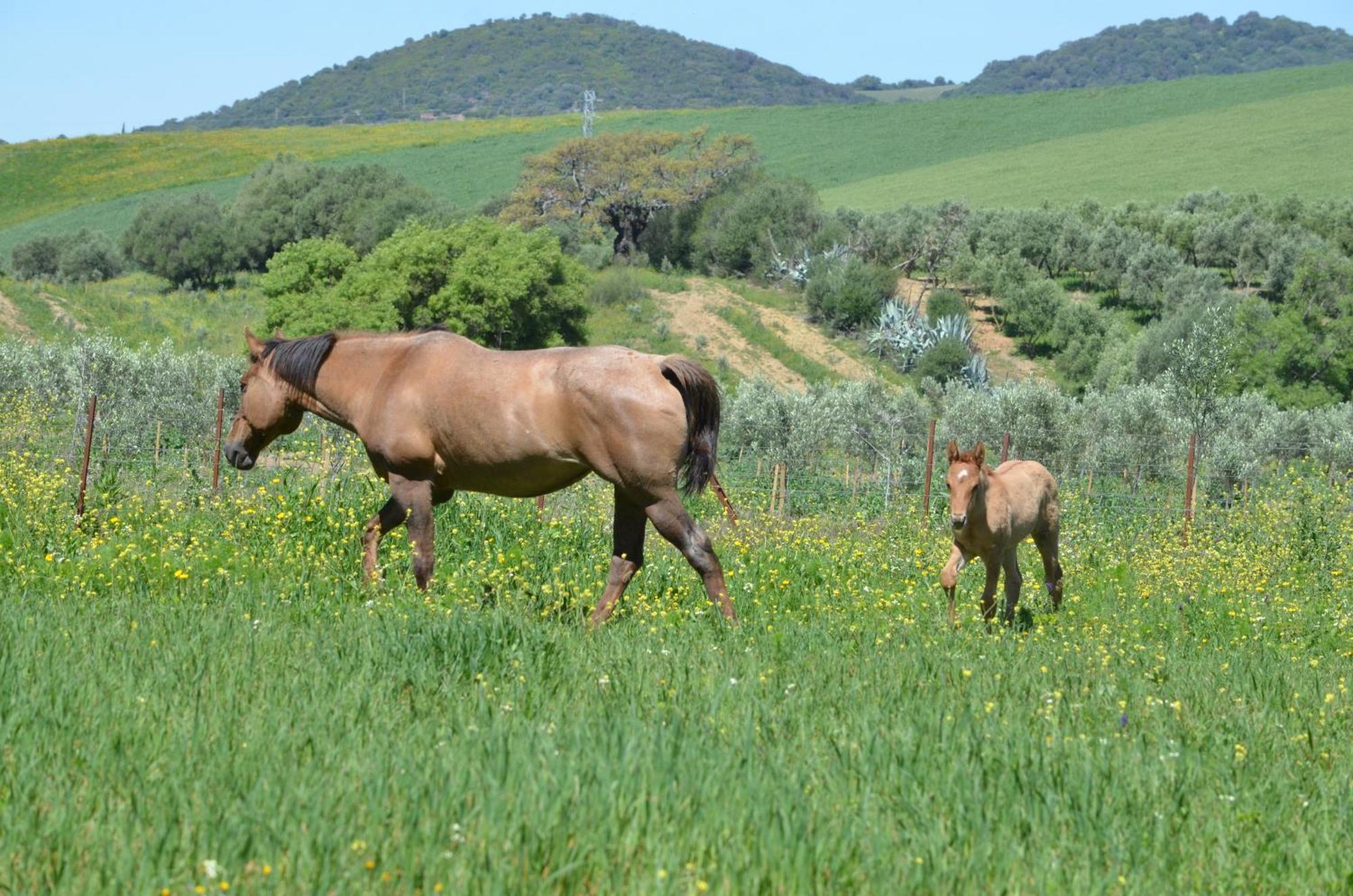 Cabana Rustica En Un Rancho Con Caballos, Prado Del Rey, Andalucia Esterno foto