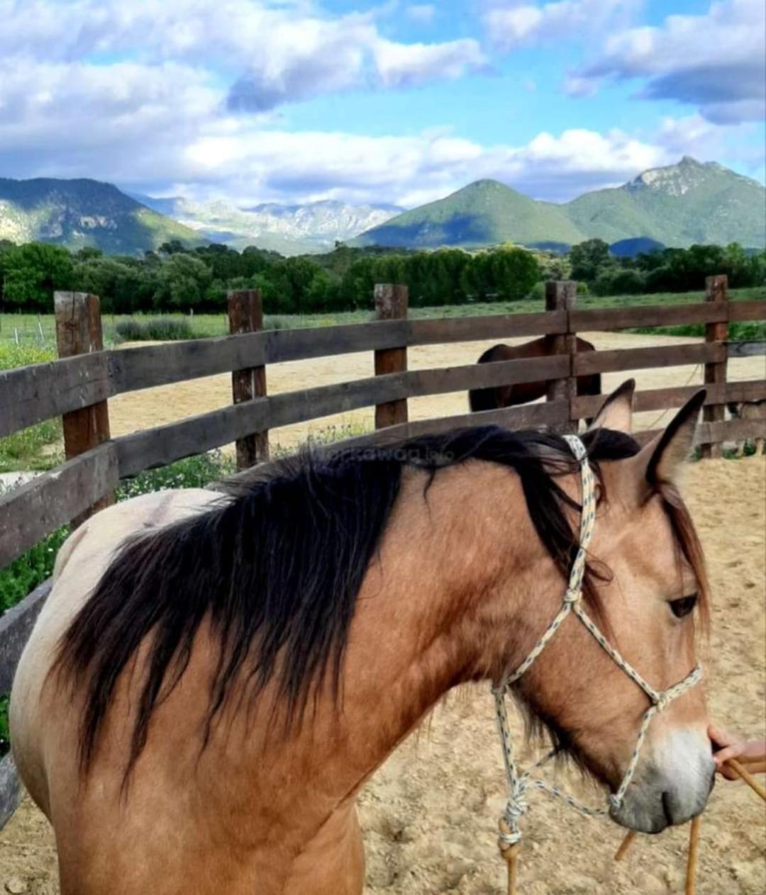 Cabana Rustica En Un Rancho Con Caballos, Prado Del Rey, Andalucia Esterno foto